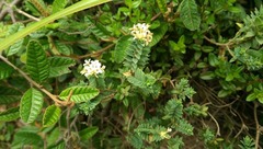 Pimelea acra