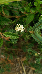 Pimelea acra