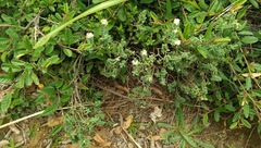 Pimelea acra