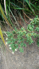 Pimelea acra