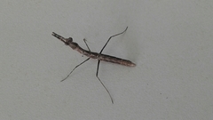 Mantodea