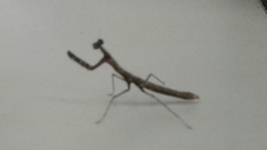 Mantodea