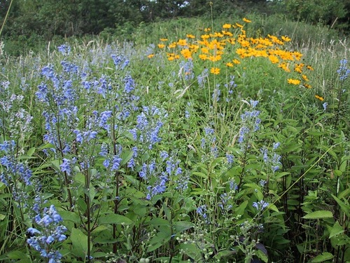 Scutellaria incana