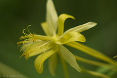 Aquilegia longissima