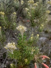 Linochilus rosmarinifolius