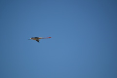 Himantopus himantopus