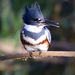 Belted Kingfisher - Photo (c) Erica Fleniken, some rights reserved (CC BY-NC), uploaded by Erica Fleniken