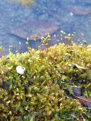 Hygroamblystegium