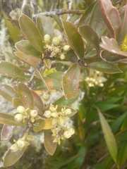 Gaiadendron punctatum