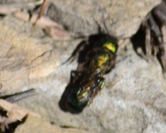 Hoplitis fulgida fulgida