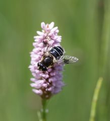 Eristalis rupium