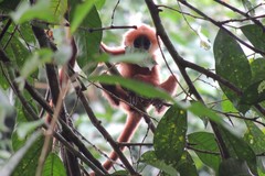 Presbytis rubicunda