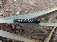 Chlanidophora patagiata