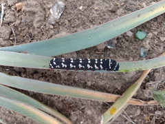 Chlanidophora patagiata