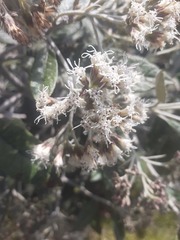 Ageratina asclepiadea