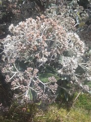 Ageratina asclepiadea