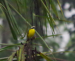 Myiozetetes cayanensis