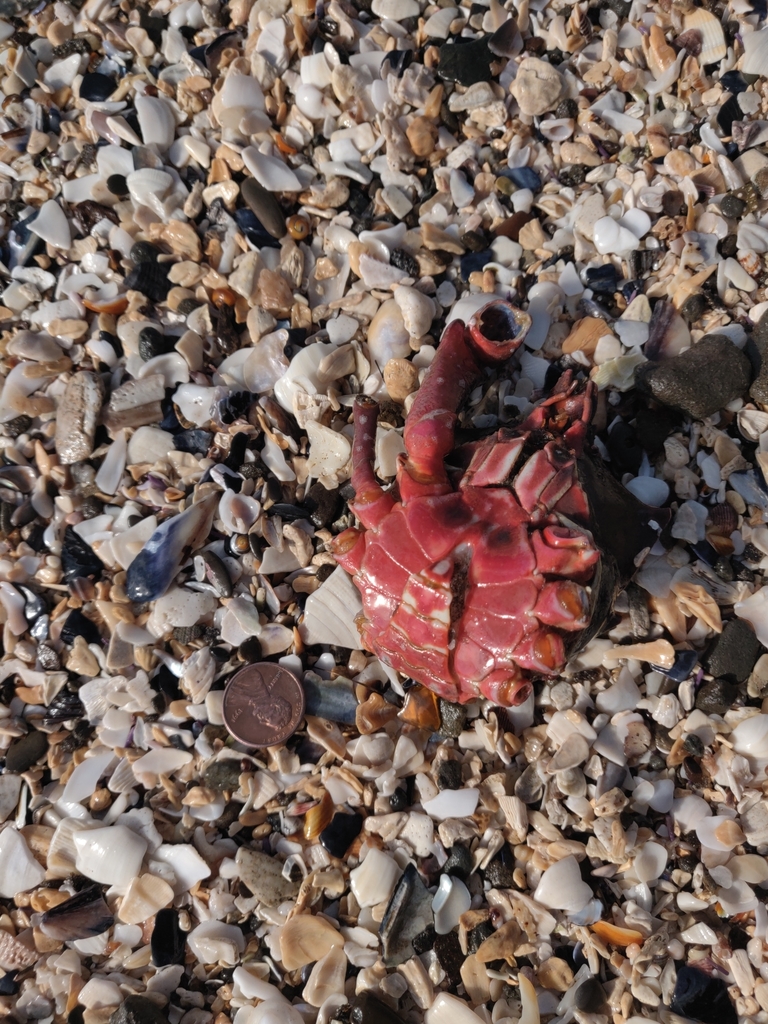 northern-kelp-crab-from-el-granada-ca-usa-on-december-09-2020-at-11