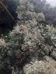 Ageratina asclepiadea