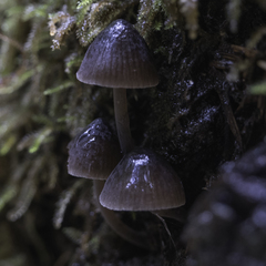 Mycena bulliformis