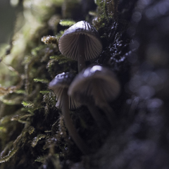 Mycena bulliformis