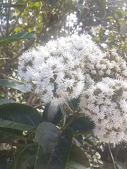 Ageratina tinifolia