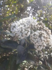 Ageratina tinifolia