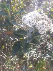 Ageratina tinifolia
