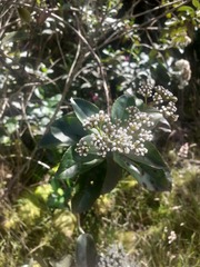 Ageratina tinifolia