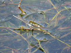 Acanthagrion lancea