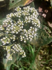 Ageratina tinifolia