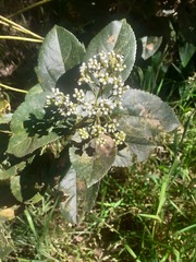 Ageratina tinifolia