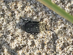 Thanatophilus lapponicus