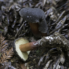 Xerocomellus diffractus