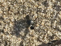 Thanatophilus lapponicus