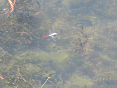 Planiplax erythropyga