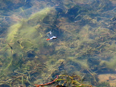 Planiplax erythropyga