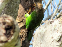 Psilopogon zeylanicus