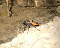 Palmodes praestans