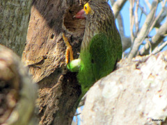 Psilopogon zeylanicus