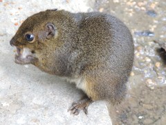 Sundasciurus everetti