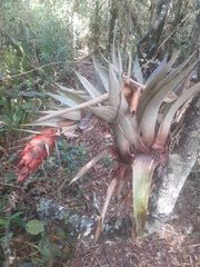 Tillandsia turneri