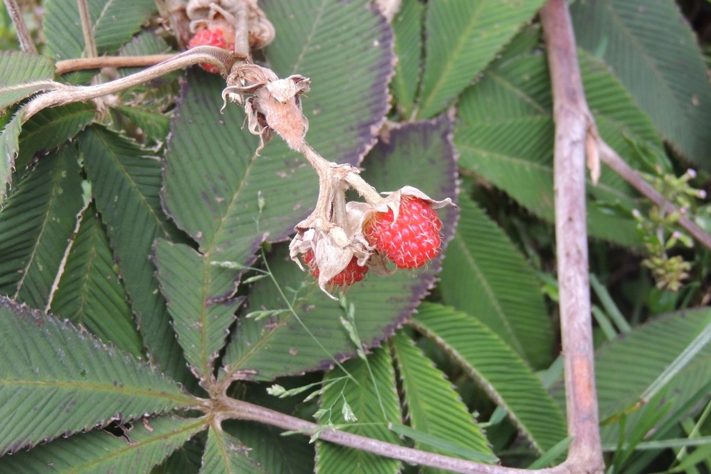 Rubus lineatus (Rubus lineatus)