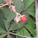 Rubus lineatus - Photo 由 Alex Harman 所上傳的 (c) Alex Harman，保留部份權利CC BY-NC
