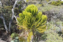 Dacrydium gibbsiae