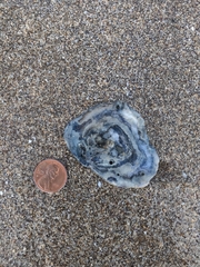 Pododesmus macrochisma