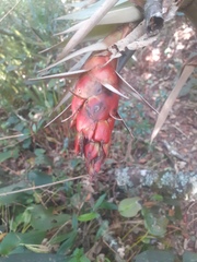 Tillandsia turneri
