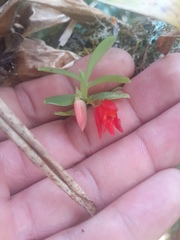 Fernandezia sanguinea