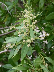 Conocarpus