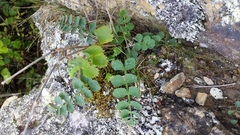 Gingidia grisea
